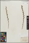 Foto von Salix repens subsp. rosmarinifolia (L.) Andersson